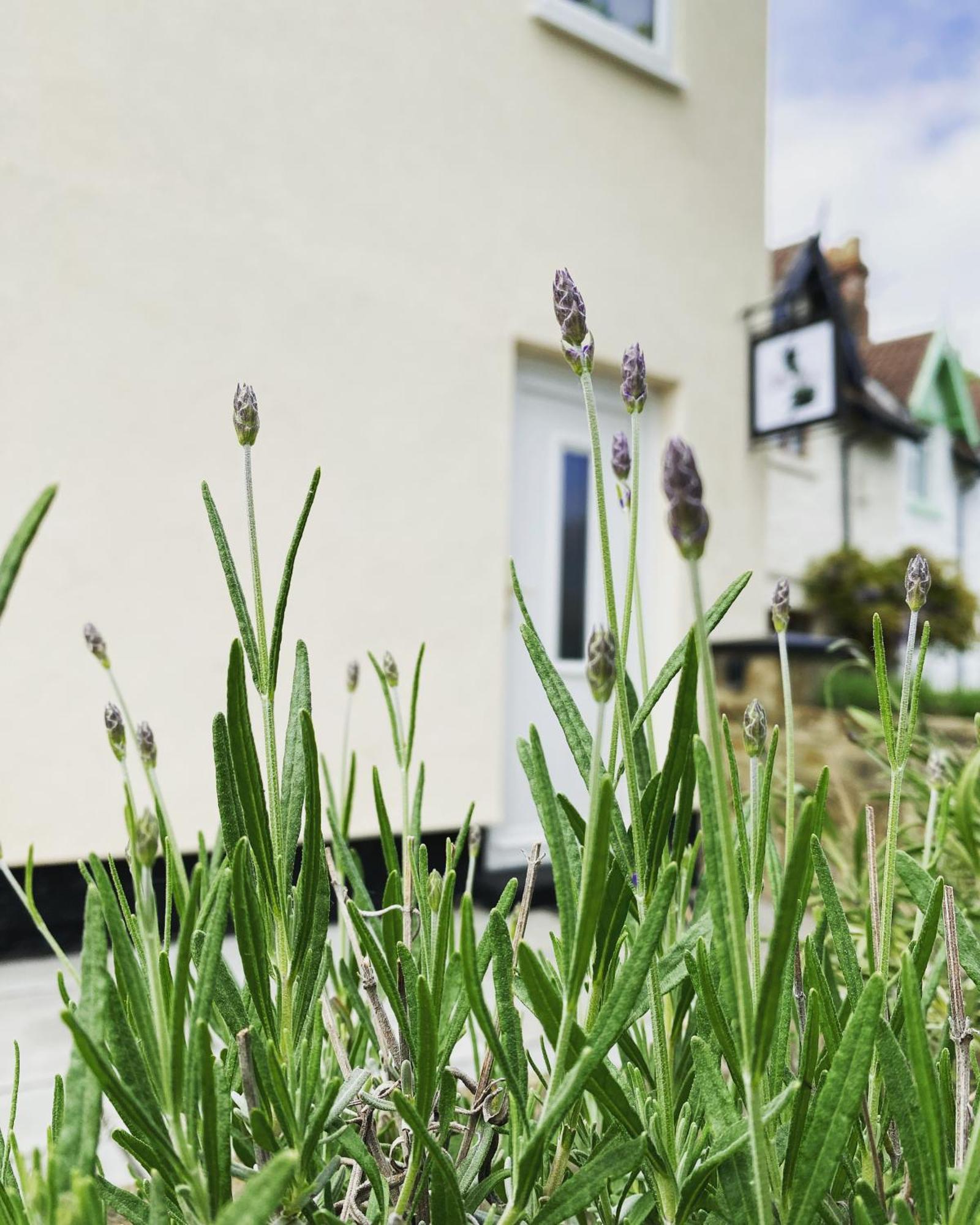 Work And Relax - Fast Wifi, Fireplace & Near Pub Newton Aycliffe Εξωτερικό φωτογραφία